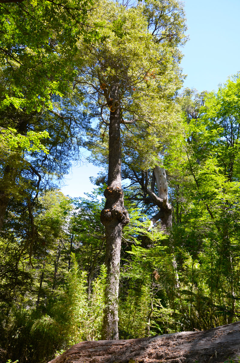 Villa la Angostura 2015 - Mirador Belvedere y cascada Inacayal