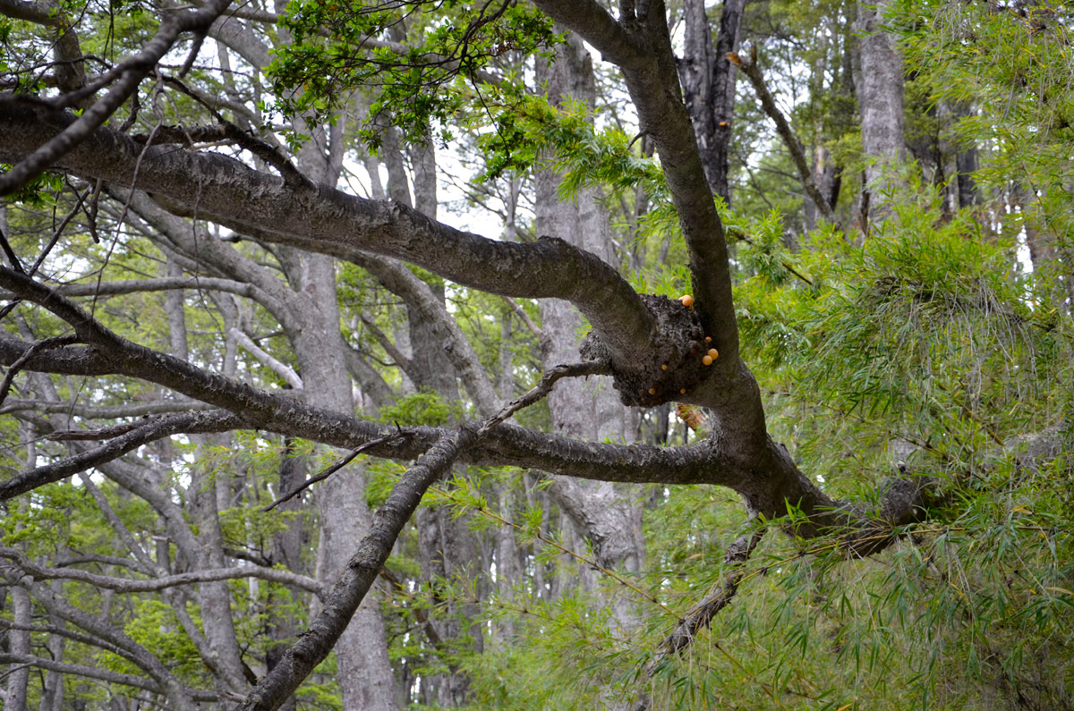Villa la Angostura 2015 - Viejo Coihue - Bahia &uacute;ltima esperanza