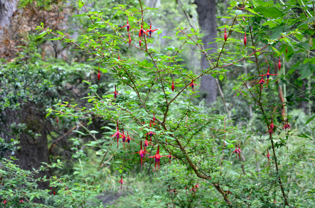Villa la Angostura 2015 - Viejo Coihue - Bahia &uacute;ltima esperanza