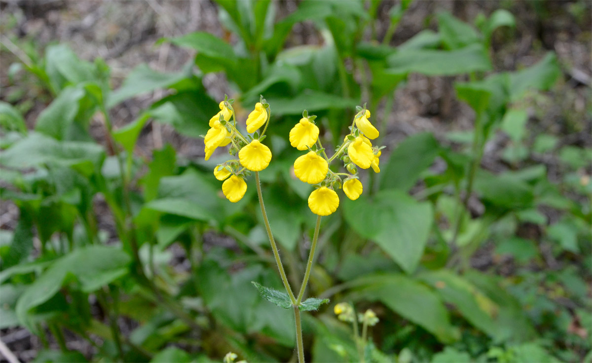 Villa la Angostura 2015 - Viejo Coihue - Bahia &uacute;ltima esperanza