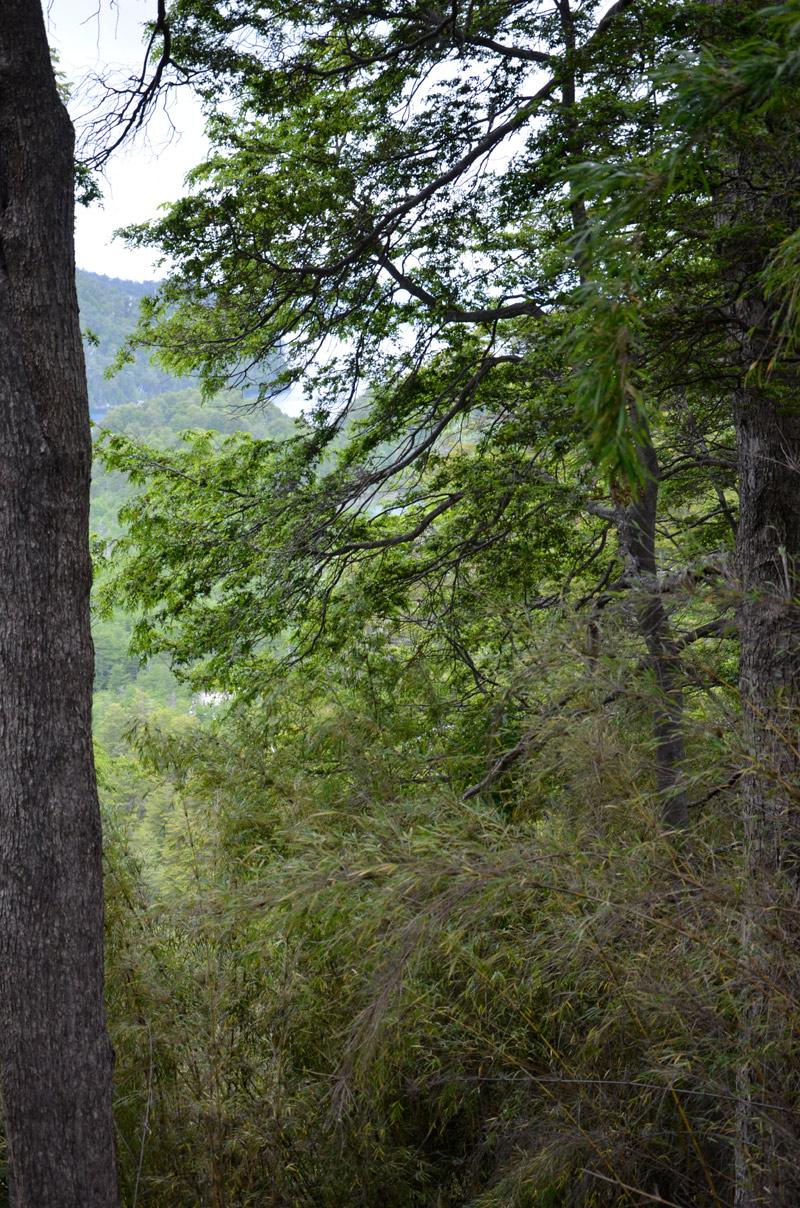Villa la Angostura 2015 - Viejo Coihue - Bahia &uacute;ltima esperanza