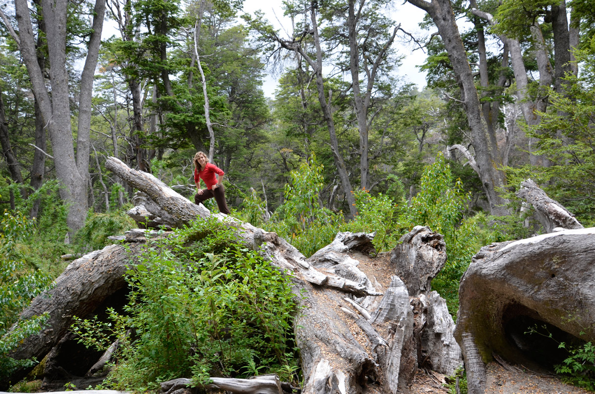 Villa la Angostura 2015 - Viejo Coihue - Bahia &uacute;ltima esperanza