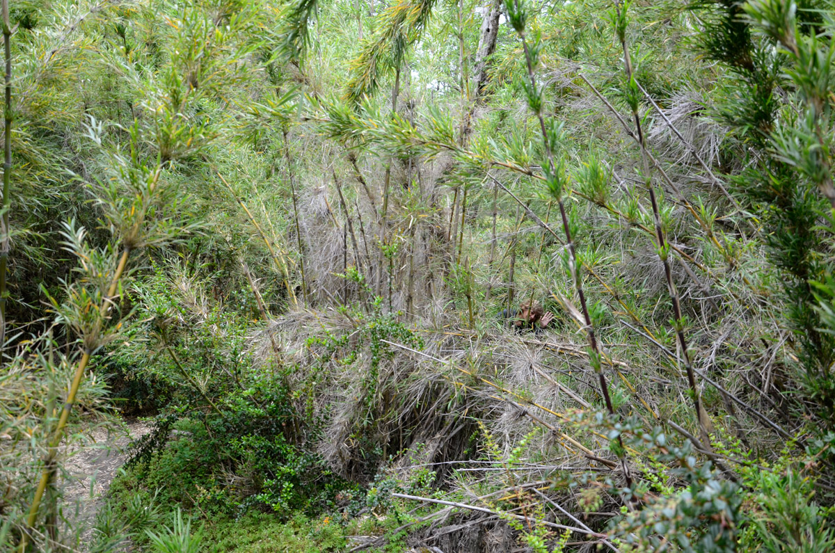 Villa la Angostura 2015 - Viejo Coihue - Bahia &uacute;ltima esperanza