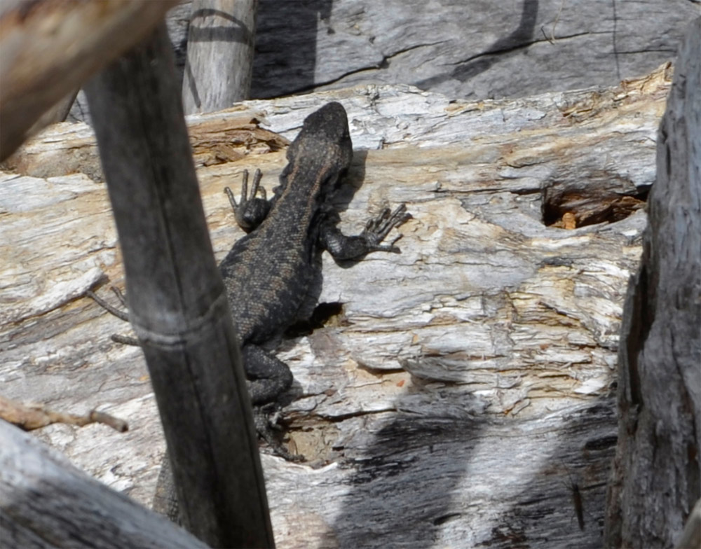 Villa la Angostura 2015 - Cascada �ivinko