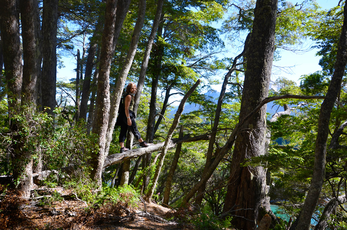 Villa la Angostura 2015 - Pen&iacute;nsula de Quetrihu&eacute; - Bosque de Arrayanes