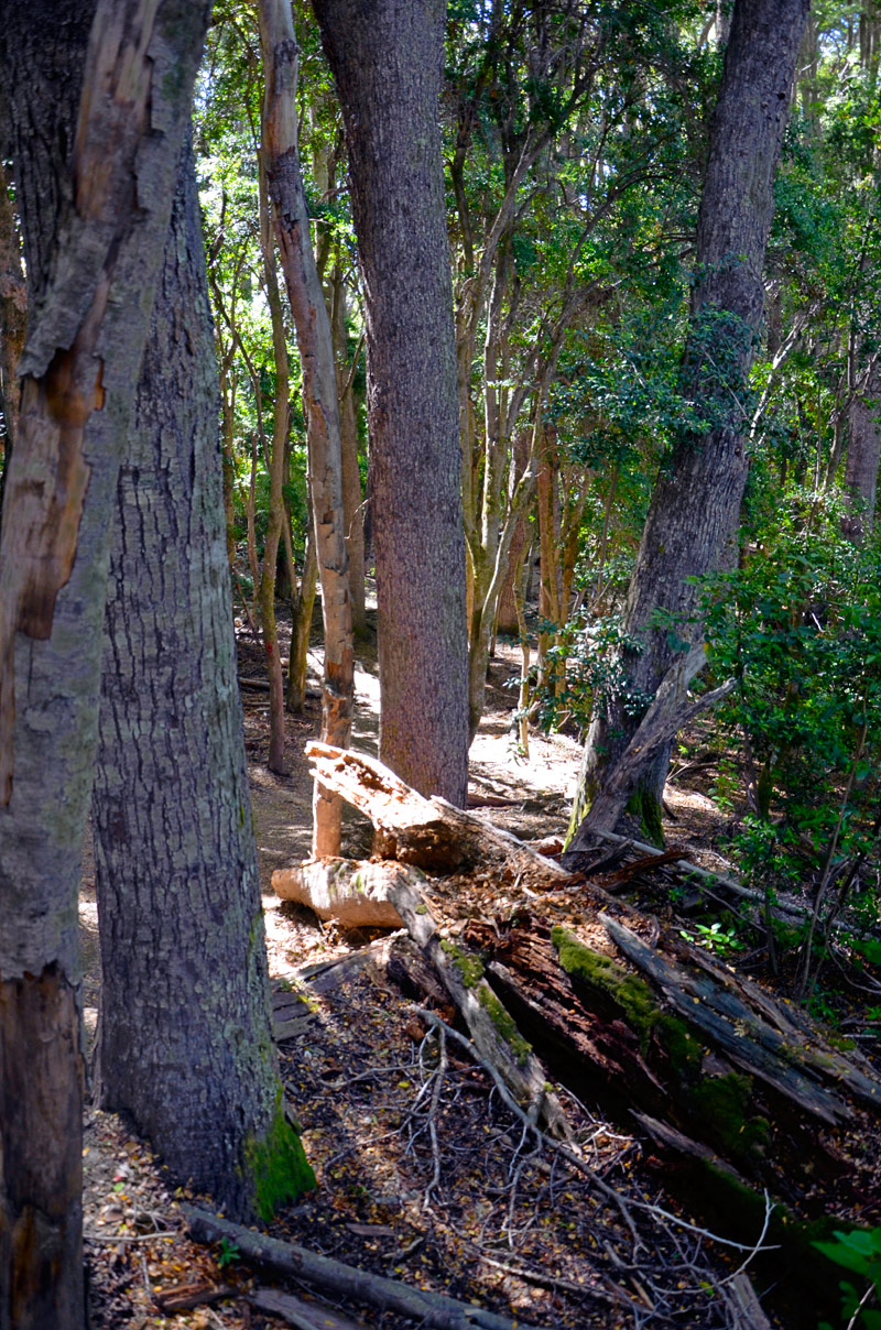 Villa la Angostura 2015 - Pen&iacute;nsula de Quetrihu&eacute; - Bosque de Arrayanes