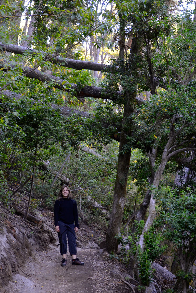 Villa la Angostura 2015 - Peninsula de Quetrihu&eacute; - Bosque de Arrayanes