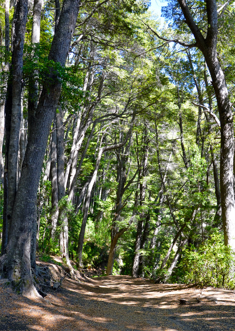 Villa la Angostura 2015 - Pen&iacute;nsula de Quetrihu&eacute; - Bosque de Arrayanes