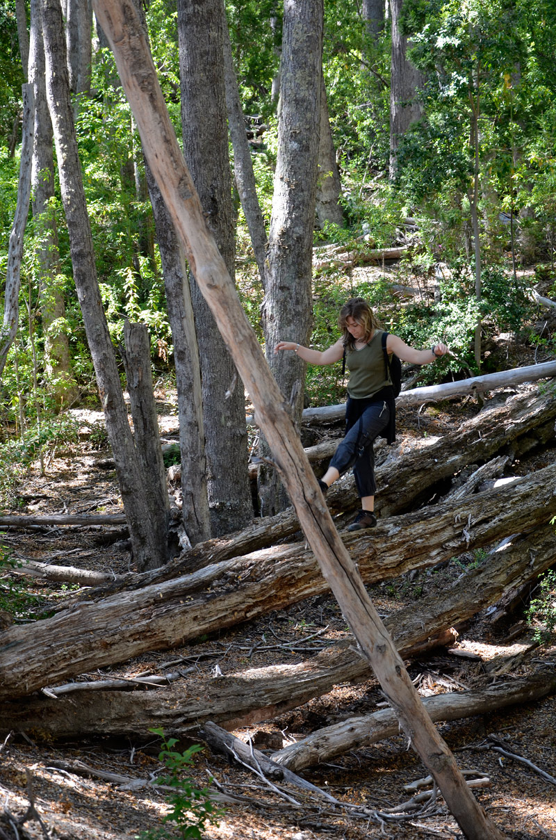 Villa la Angostura 2015 - Pen&iacute;nsula de Quetrihu&eacute; - Bosque de Arrayanes
