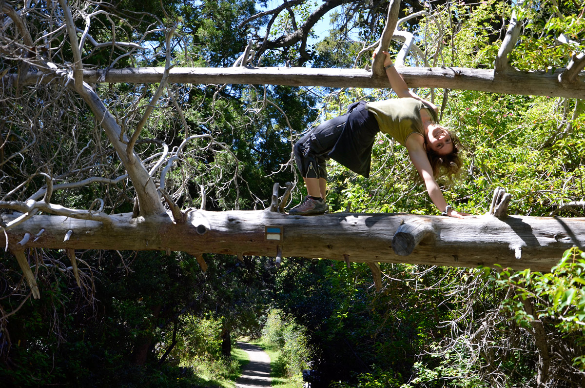 Villa la Angostura 2015 - Pen&iacute;nsula de Quetrihu&eacute; - Bosque de Arrayanes