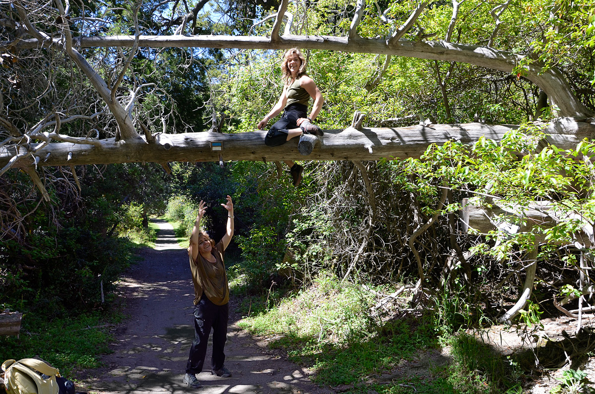 Villa la Angostura 2015 - Pen&iacute;nsula de Quetrihu&eacute; - Bosque de Arrayanes