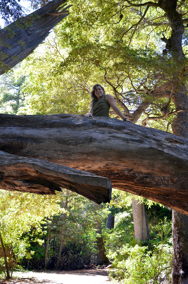 Villa la Angostura 2015 - Pen&iacute;nsula de Quetrihu&eacute; - Bosque de Arrayanes