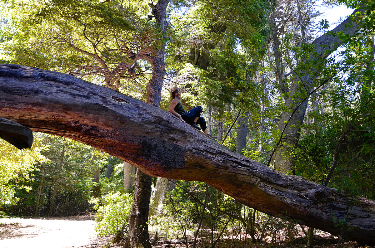 Villa la Angostura 2015 - Pen&iacute;nsula de Quetrihu&eacute; - Bosque de Arrayanes