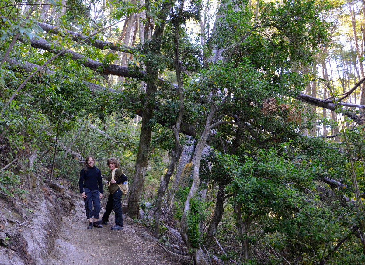 Villa la Angostura 2015 - Peninsula de Quetrihu&eacute; - Bosque de Arrayanes