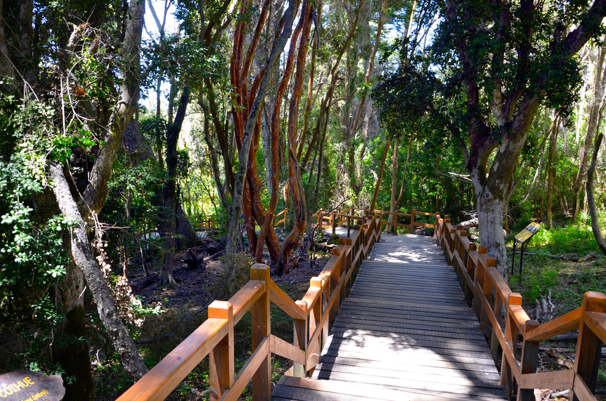 Villa la Angostura 2015 - Pen&iacute;nsula de Quetrihu&eacute; - Bosque de Arrayanes