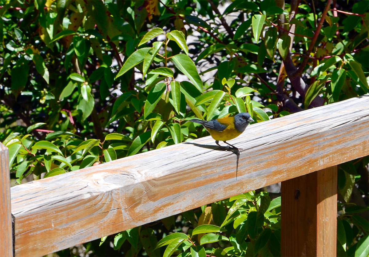 Villa la Angostura 2015 - Pen&iacute;nsula de Quetrihu&eacute; - Bosque de Arrayanes