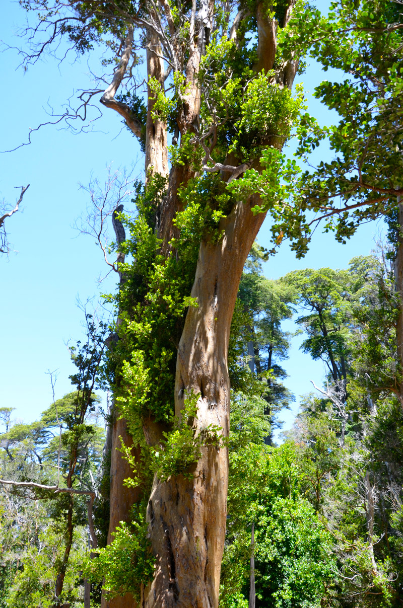 Villa la Angostura 2015 - Pen&iacute;nsula de Quetrihu&eacute; - Bosque de Arrayanes