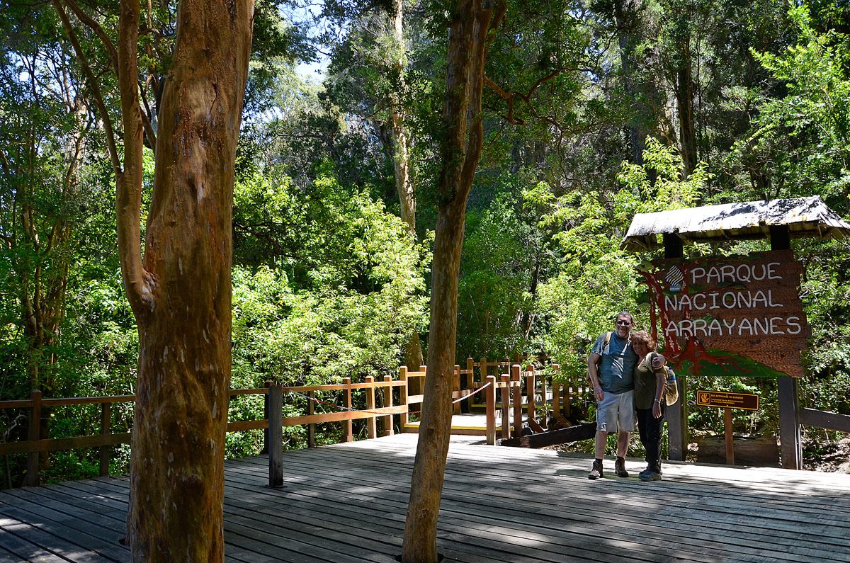 Villa la Angostura 2015 - Pen&iacute;nsula de Quetrihu&eacute; - Bosque de Arrayanes