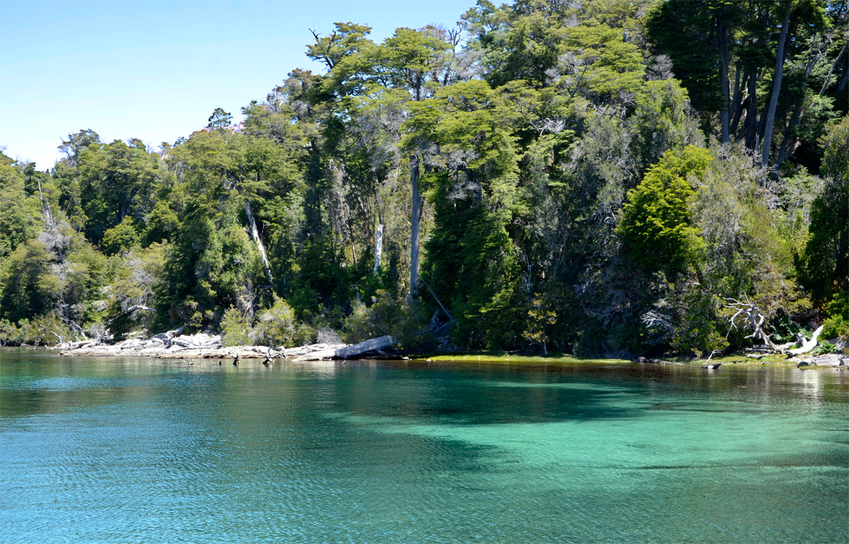 Villa la Angostura 2015 - Pen&iacute;nsula de Quetrihu&eacute; - Bosque de Arrayanes