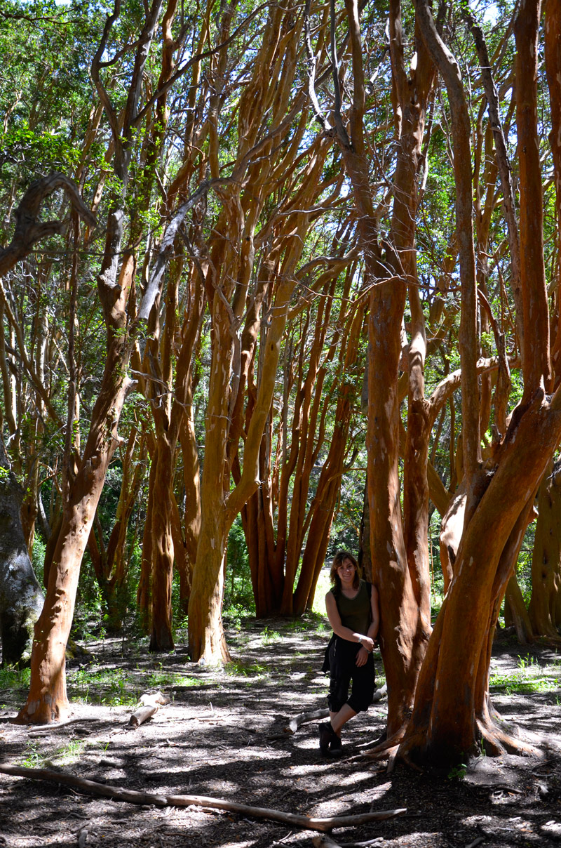 Villa la Angostura 2015 - Pen&iacute;nsula de Quetrihu&eacute; - Bosque de Arrayanes