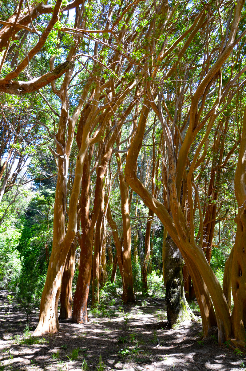Villa la Angostura 2015 - Pen&iacute;nsula de Quetrihu&eacute; - Bosque de Arrayanes