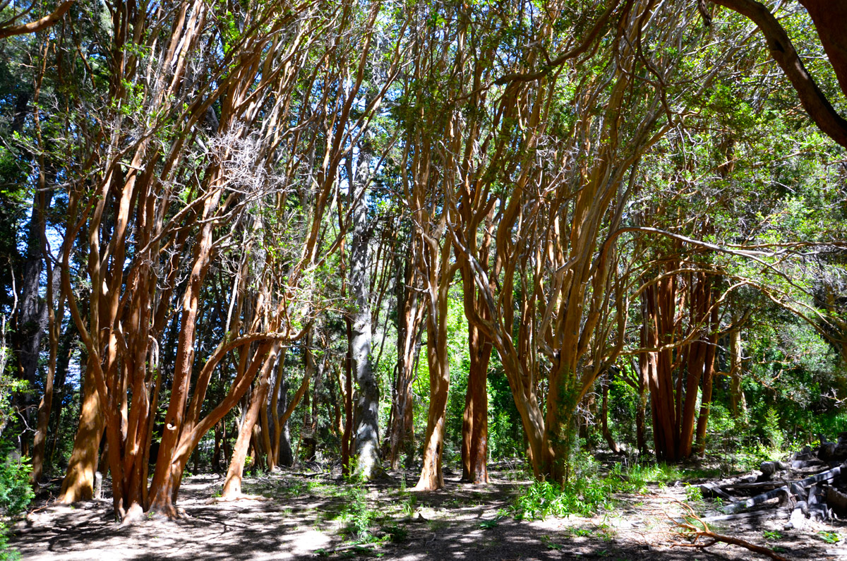 Villa la Angostura 2015 - Pen&iacute;nsula de Quetrihu&eacute; - Bosque de Arrayanes