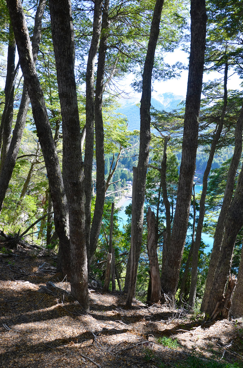 Villa la Angostura 2015 - Peninsula de Quetrihu&eacute; - Bosque de Arrayanes