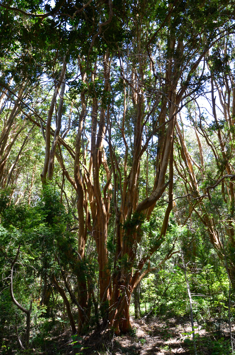 Villa la Angostura 2015 - Pen&iacute;nsula de Quetrihu&eacute; - Bosque de Arrayanes