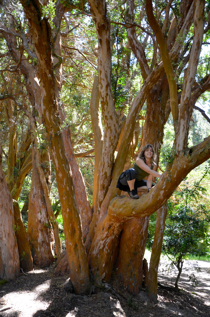 Villa la Angostura 2015 - Pen&iacute;nsula de Quetrihu&eacute; - Bosque de Arrayanes