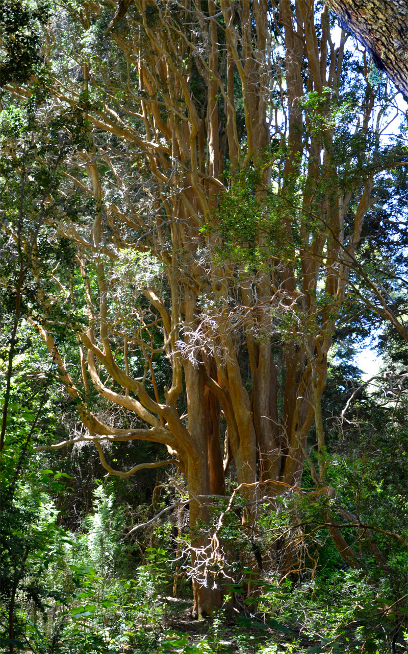 Villa la Angostura 2015 - Pen&iacute;nsula de Quetrihu&eacute; - Bosque de Arrayanes