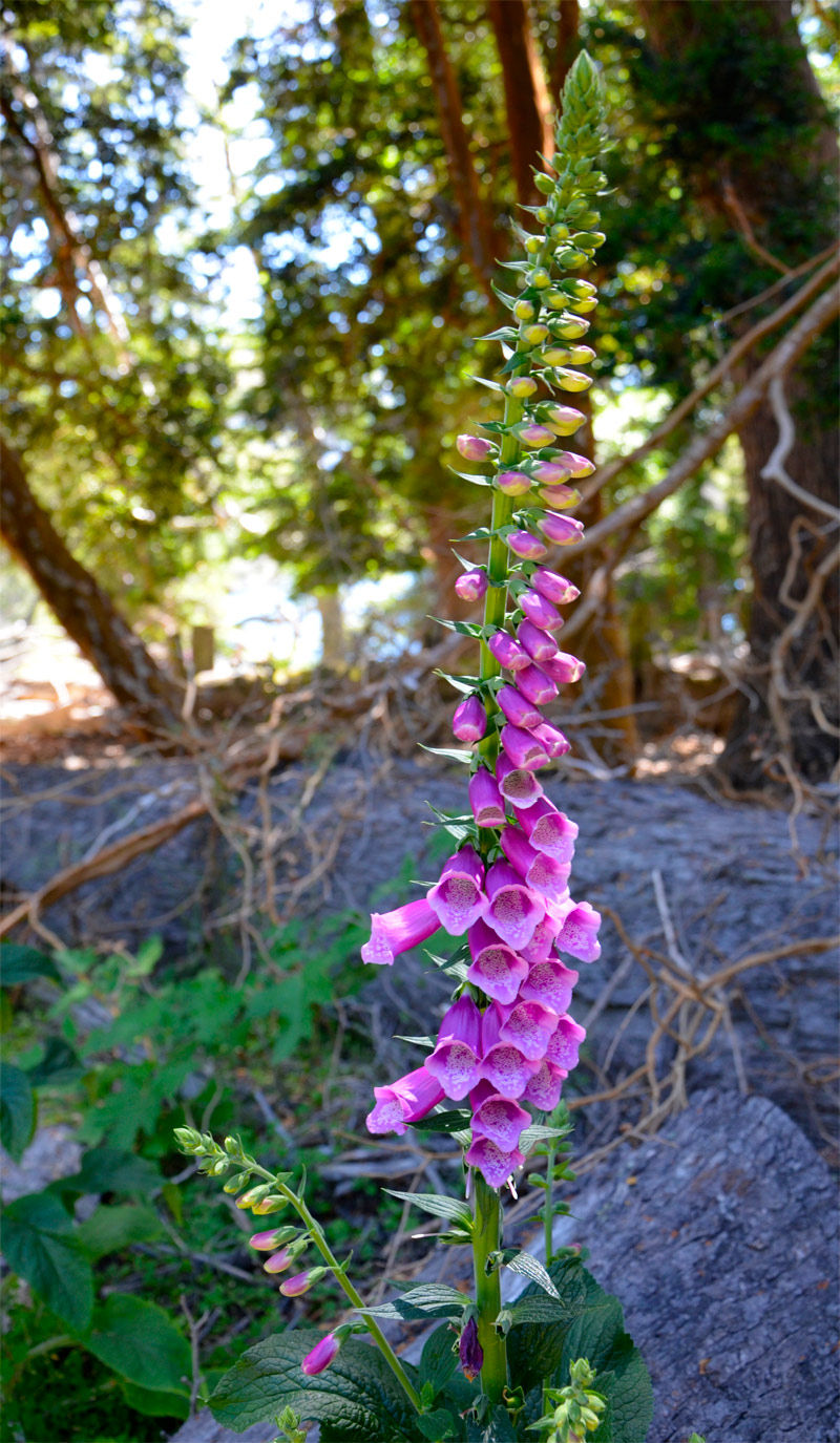 Villa la Angostura 2015 - Pen&iacute;nsula de Quetrihu&eacute; - Bosque de Arrayanes