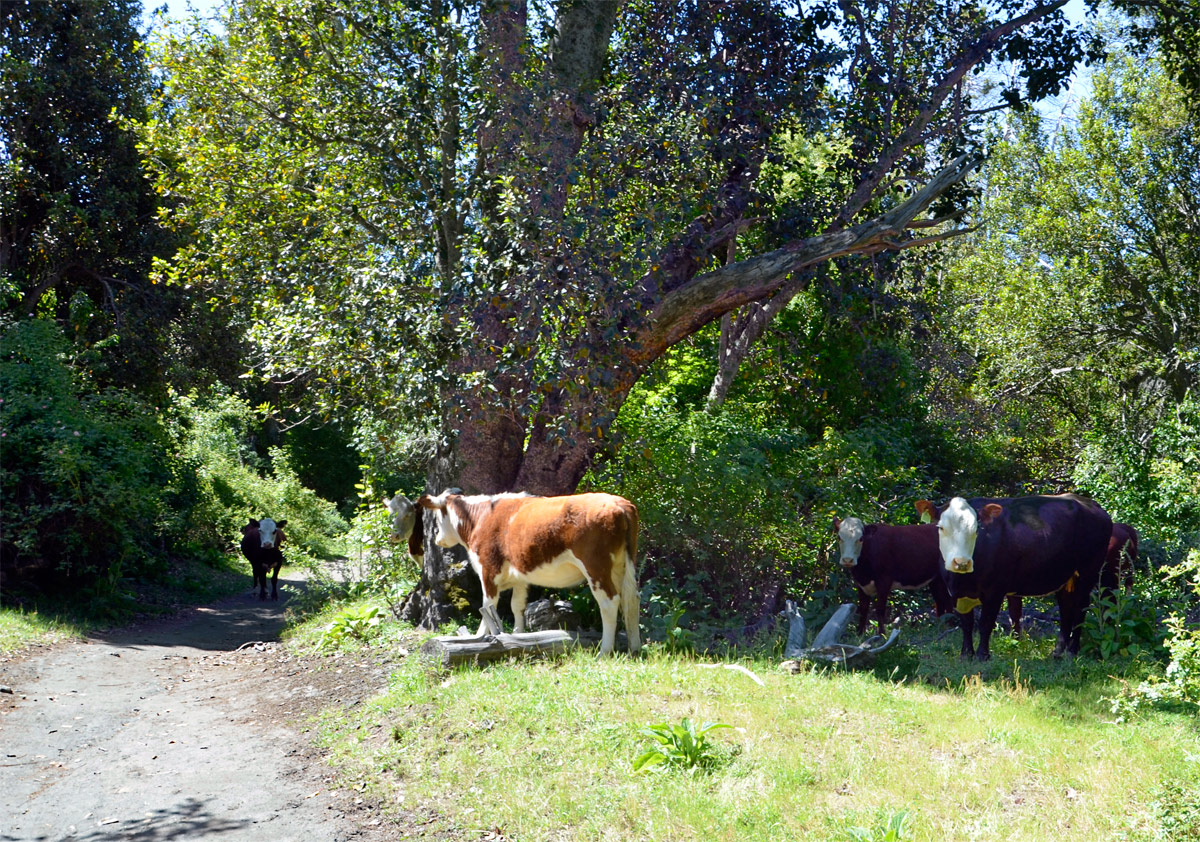 Villa la Angostura 2015 - Peninsula Quetrihu&eacute; - Bosque Arrayanes
