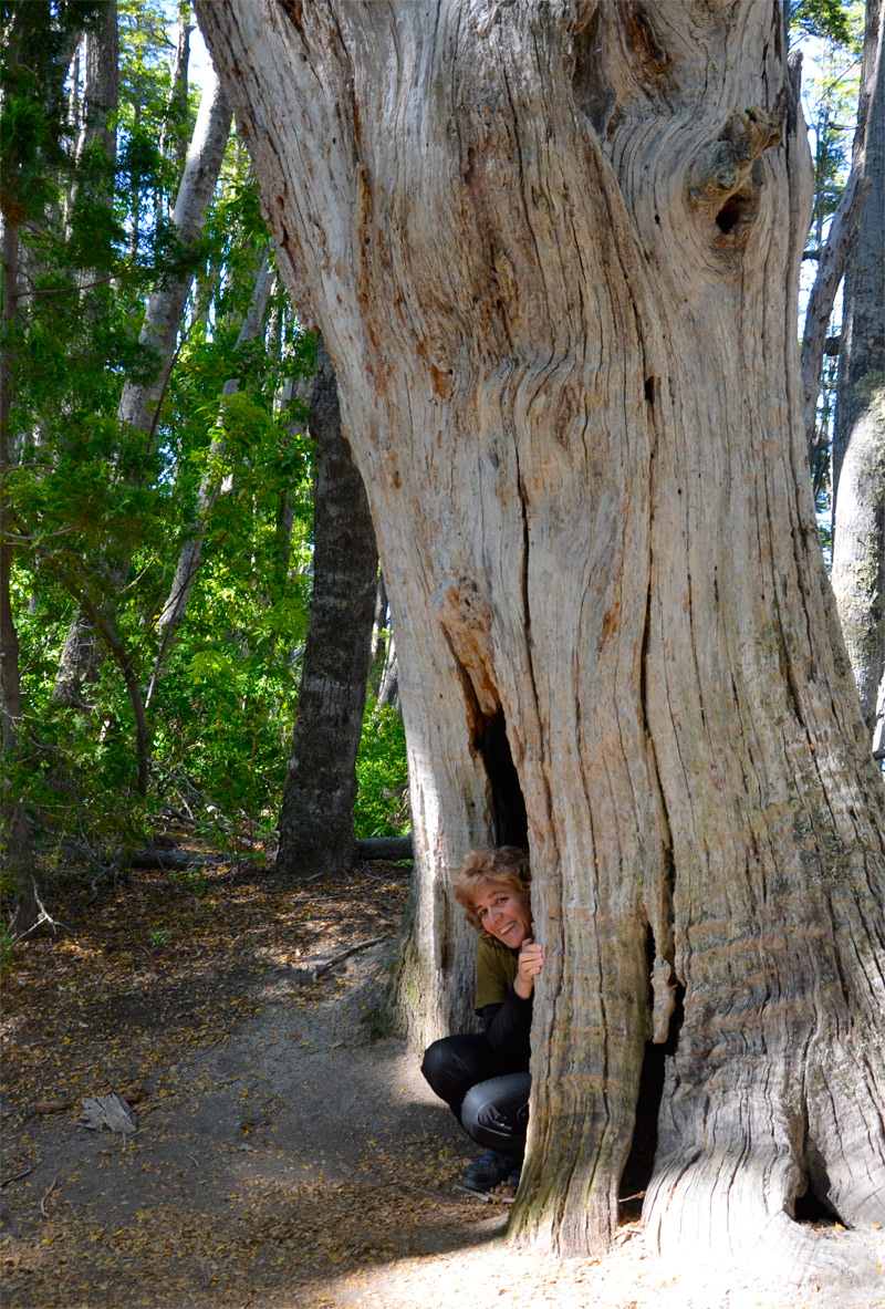 Villa la Angostura 2015 - Peninsula de Quetrihu&eacute; - Bosque de Arrayanes