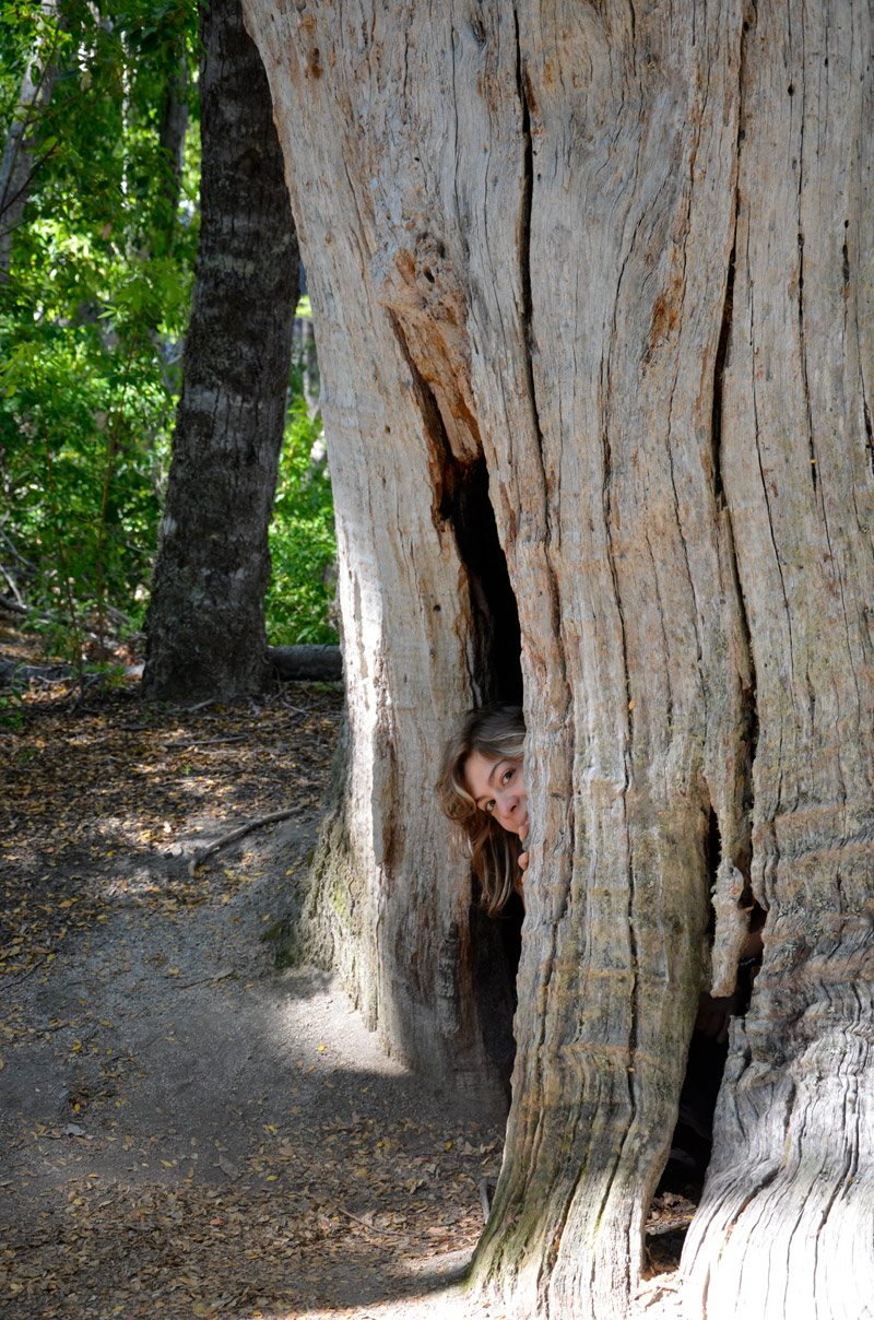 Villa la Angostura 2015 - Peninsula de Quetrihu&eacute; - Bosque de Arrayanes