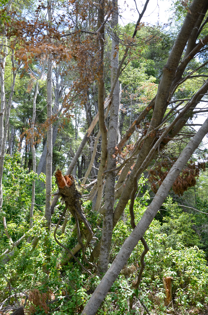 Villa la Angostura 2015 -  Laguna Verde