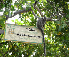 Bah�a - Litoral Norte - Itacimirim - Pousada Lagoa Clara