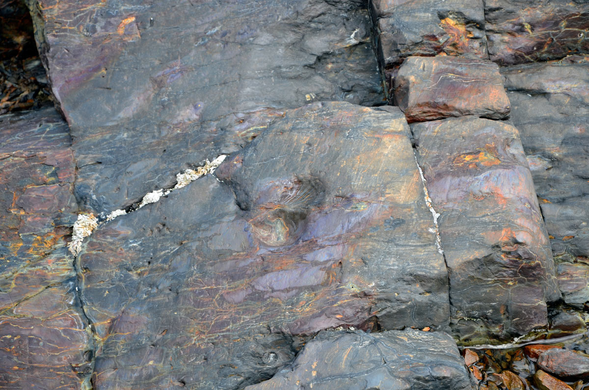 Estancia Cristina - Ca&ntilde;adon de los f&oacute;siles - Calafate