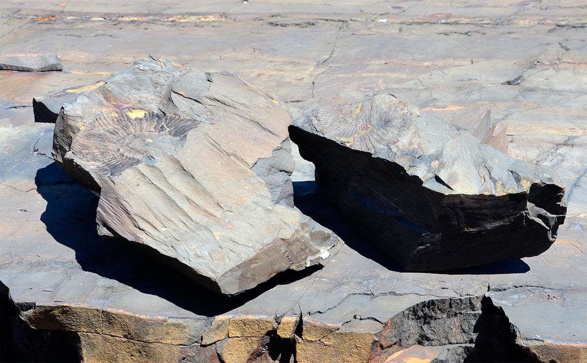 Estancia Cristina - Ca&ntilde;adon de los f&oacute;siles - Calafate