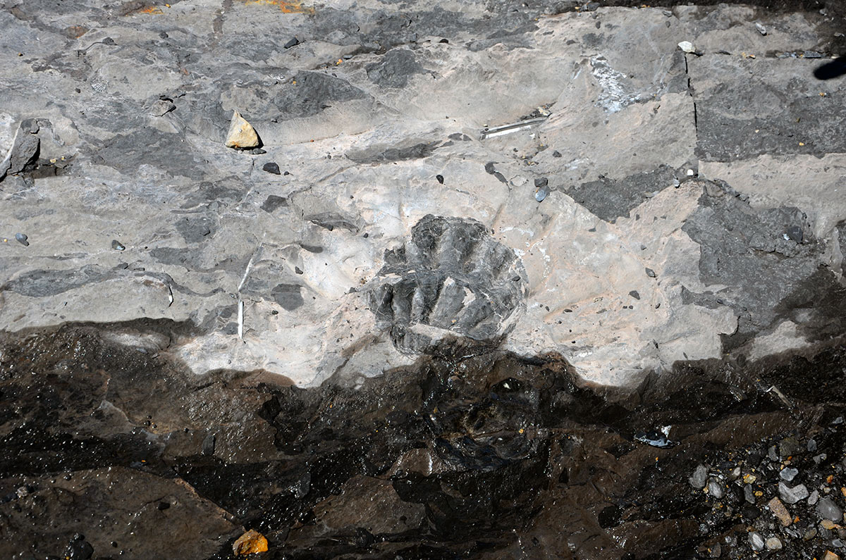 Estancia Cristina - Ca&ntilde;adon de los f&oacute;siles - Calafate