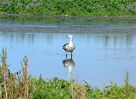 Playa Fortin de Santa Rosa
