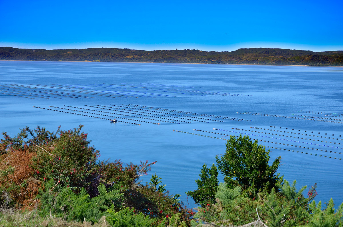 Chilo&eacute; 2016 - Isla Lemuy