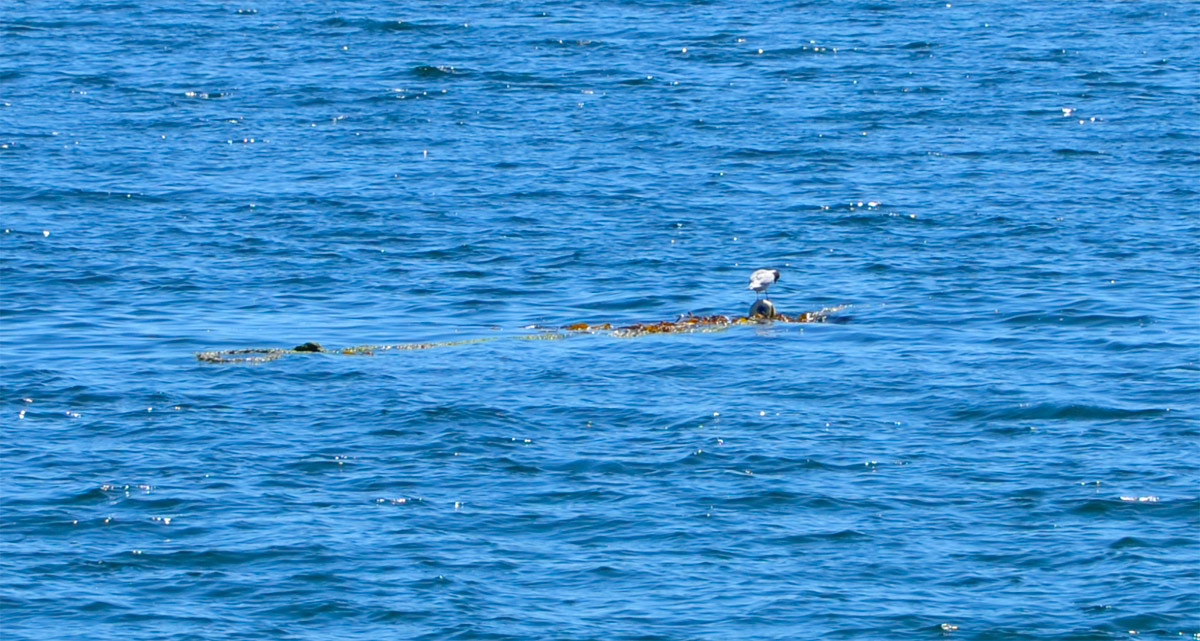 Chilo&eacute; 2016 - Isla Lemuy