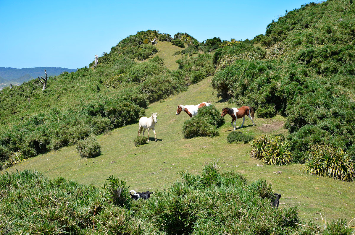 Chilo&eacute; 2016 - Muelle de las almas