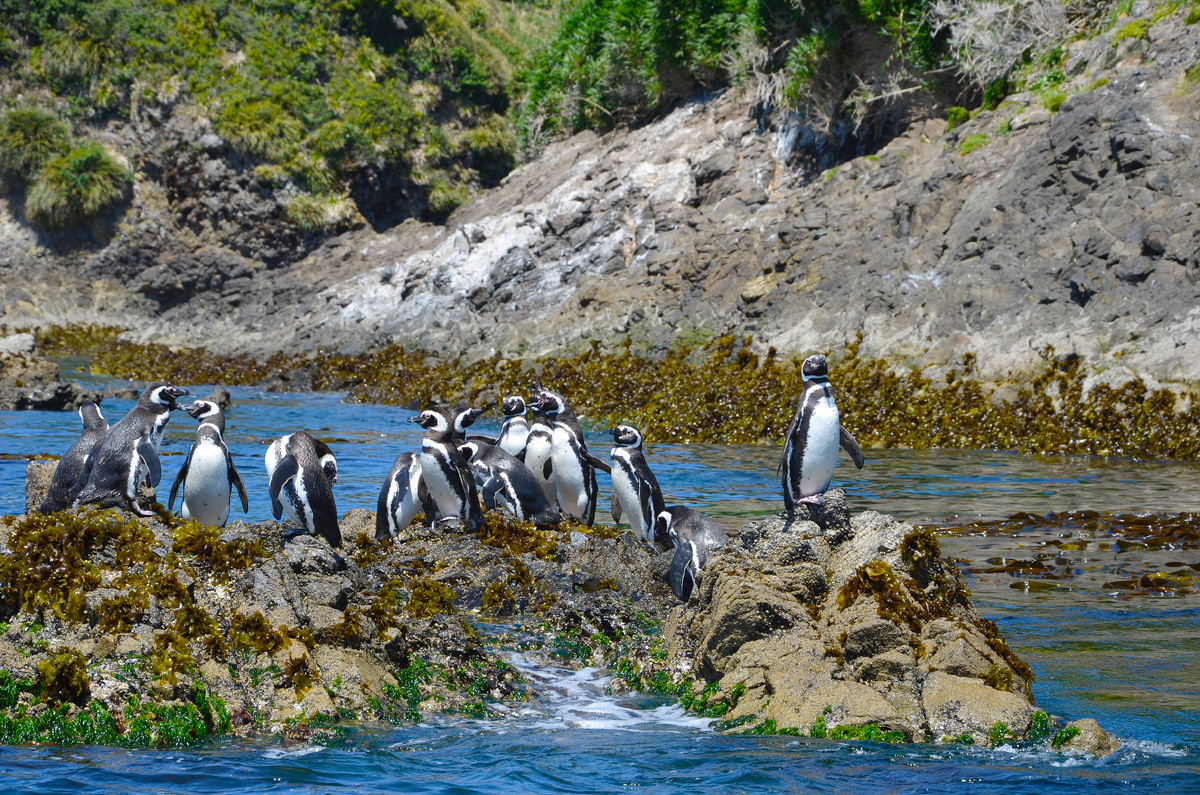Chilo&eacute; 2016 - Punta de Punihuil - Pinguineras