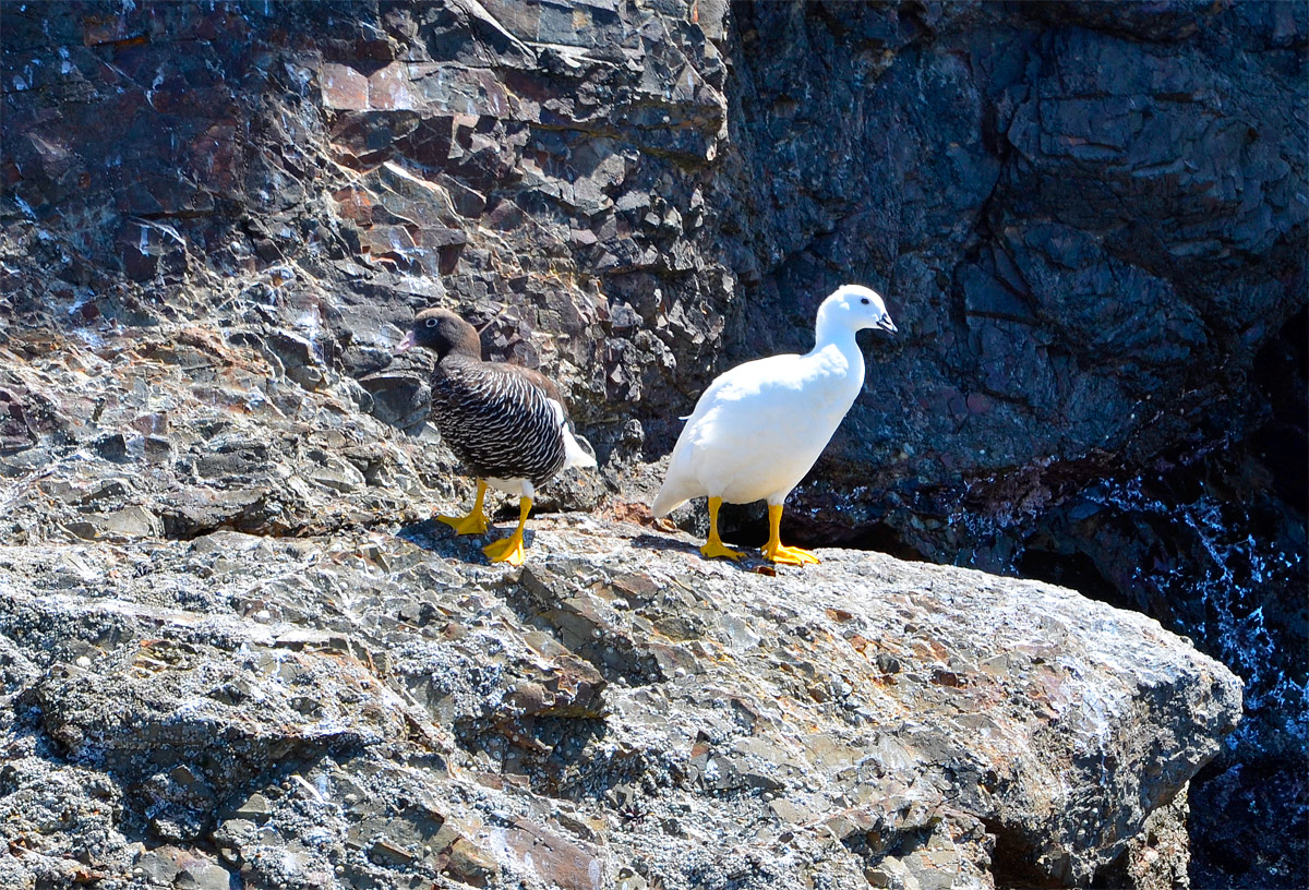 Chilo&eacute; 2016 - Punta de Punihuil - Pinguineras