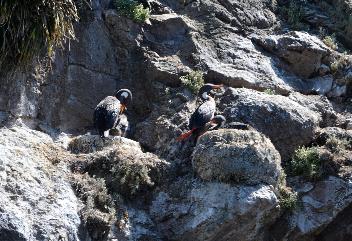 Chilo&eacute; 2016 - Punta de Punihuil - Pinguineras