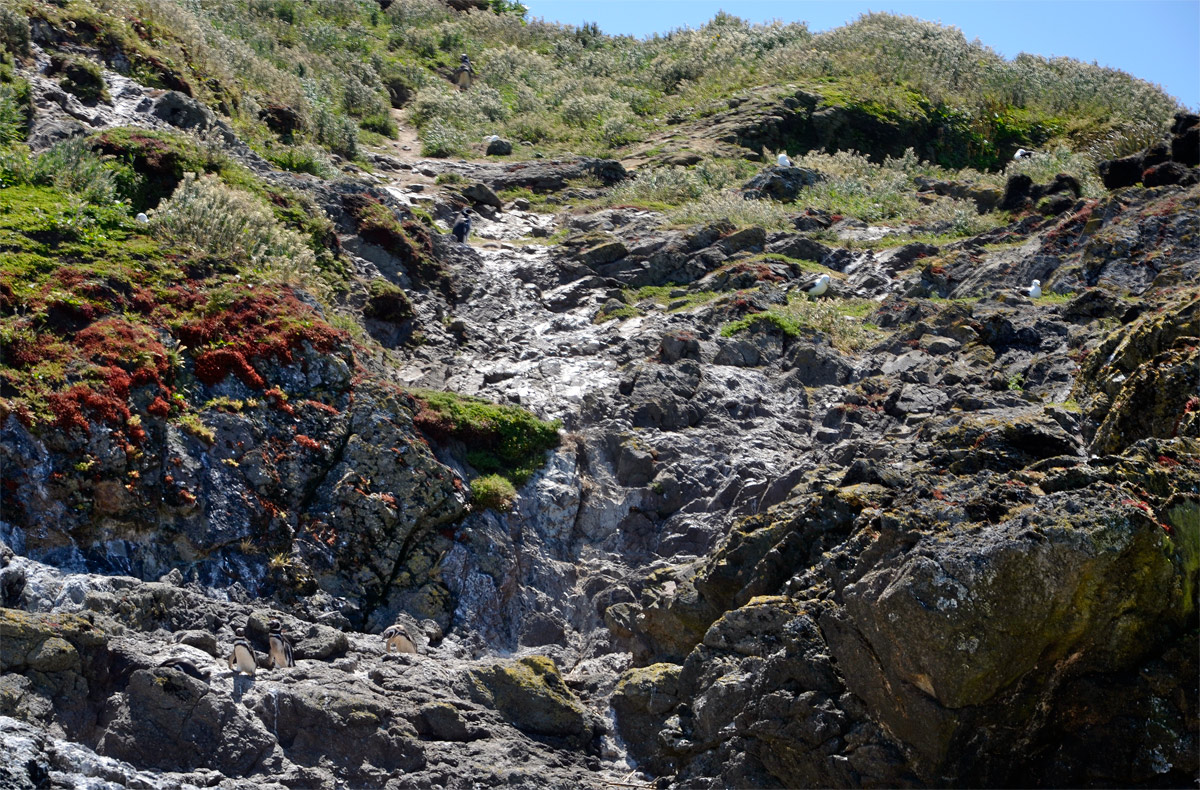 Chilo&eacute; 2016 - Punta de Punihuil - Pinguineras