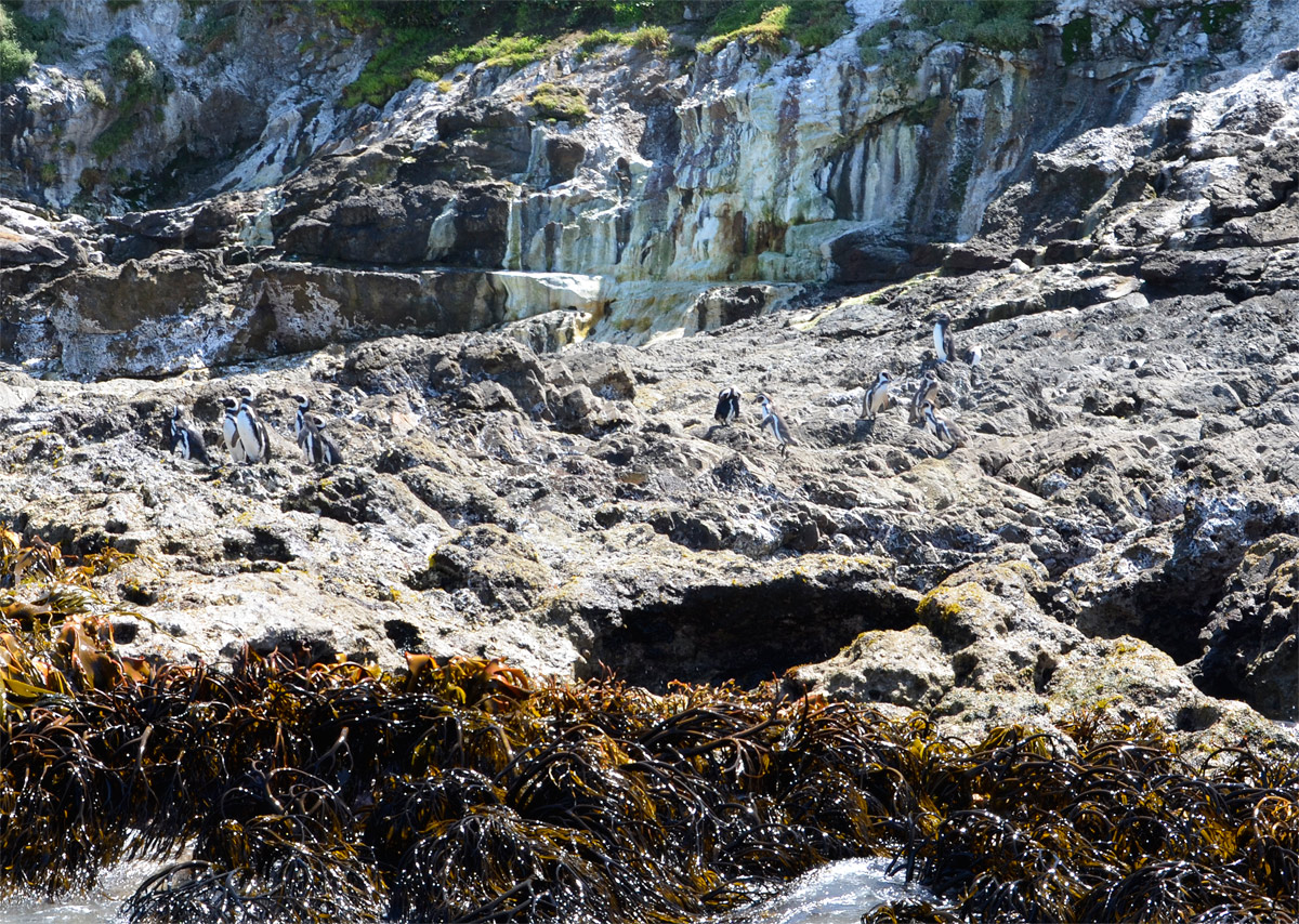 Chilo&eacute; 2016 - Punta de Punihuil - Pinguineras