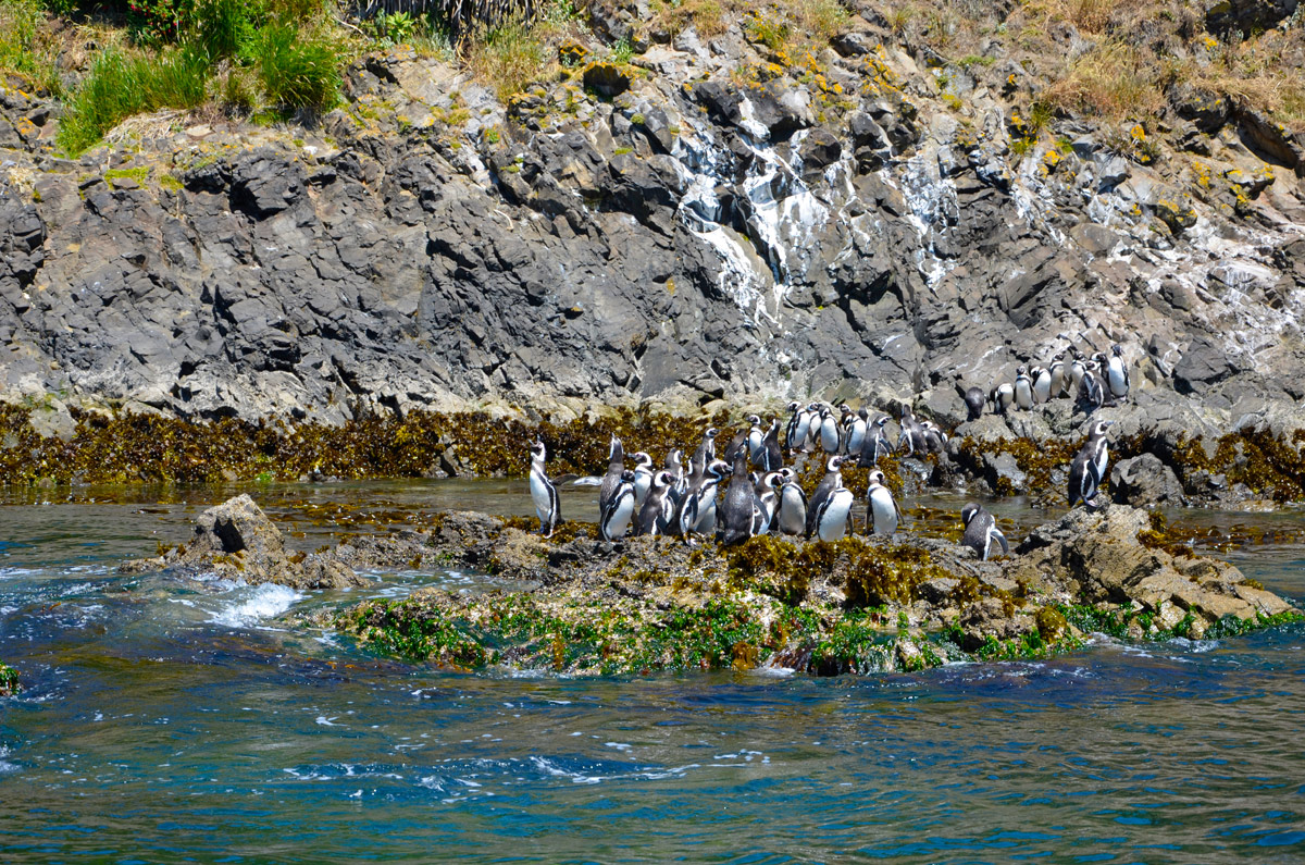 Chilo&eacute; 2016 - Punta de Punihuil - Pinguineras