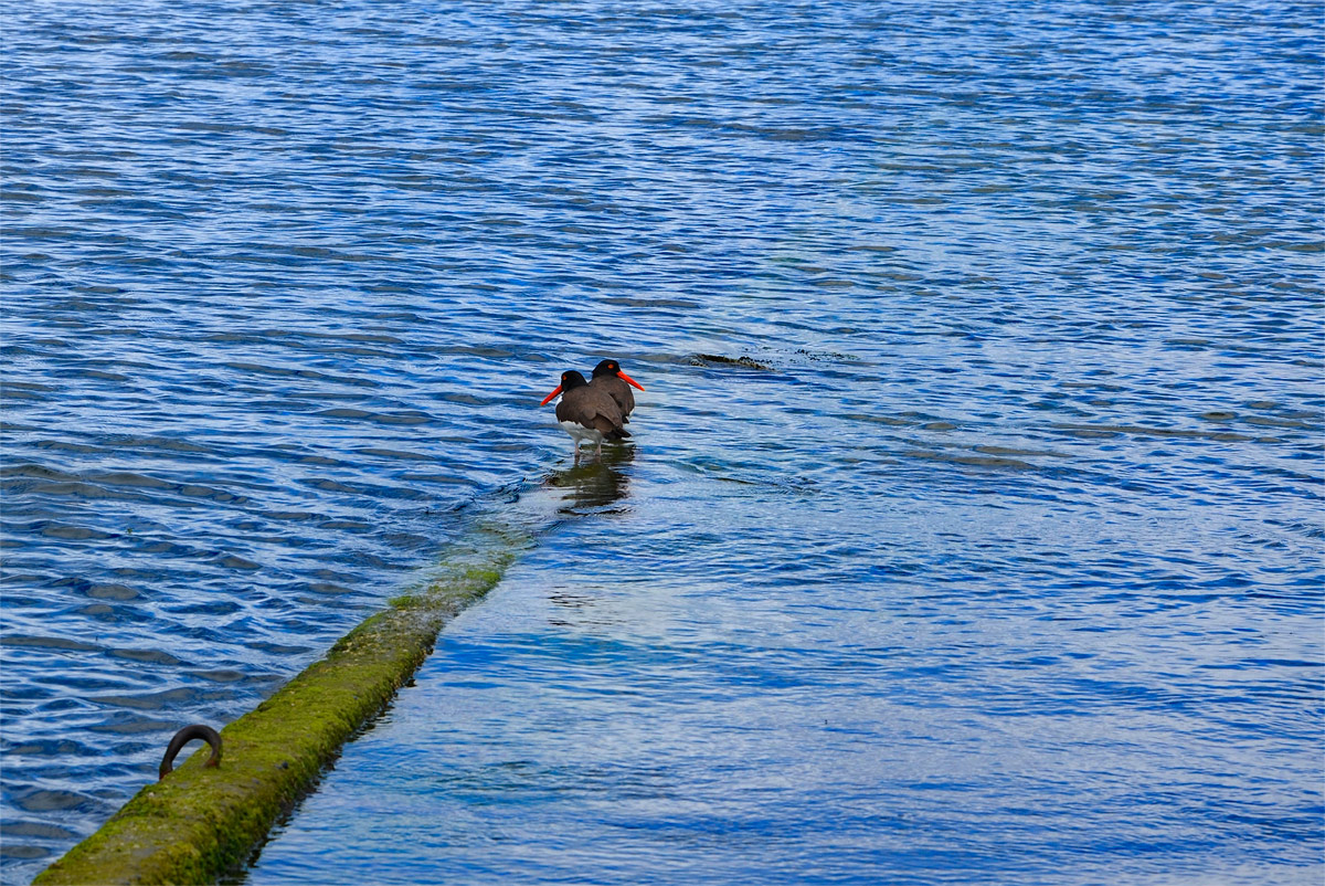 Chilo&eacute; 2016 - Quinchao